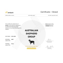 100% American Shepherd (MAS Group)