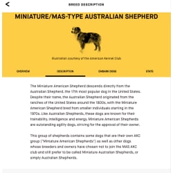 Miniature American Shepherd Description