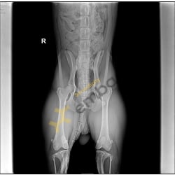 OFA Hip X-rays 