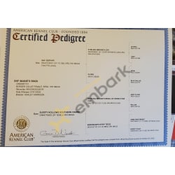 Akc pedigree 