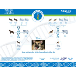 Wisdom Panel DNA test that seems more accurate - Mom was known to be a white german shepherd.
