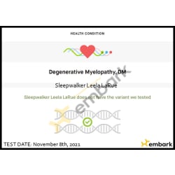 Leela tested Clear for DM - Degenerative Myelopathy
