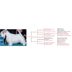 Pedigree, frozen available.