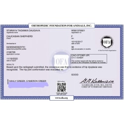 OFA Hip Certification