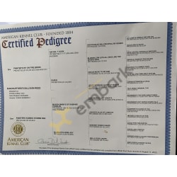 AKC Certified Pedigree 