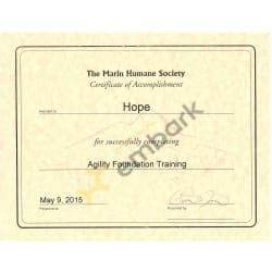 Agility Foundation Training Certificate