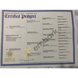 AKC certified pedigree