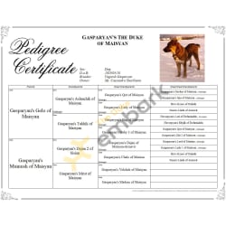 Duke’s AGCC Pedigree 