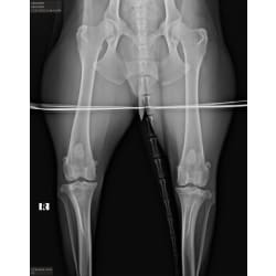 Hip x-ray (OFA)