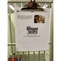 Tacoma Humane Society adoption description sheet