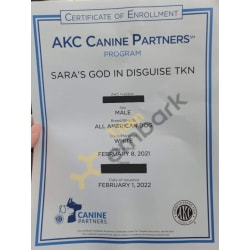 AKC Canine Partners 