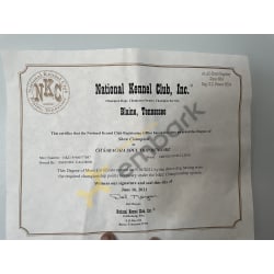 Show Champion Certificate 