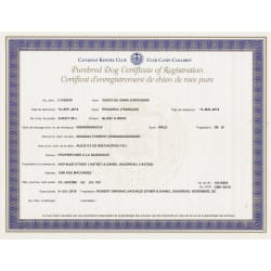CKC Purebred dog certificate of registration