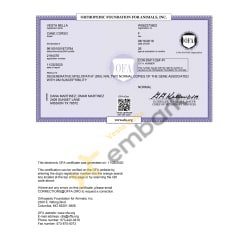 OFA DM Normal Certificate 