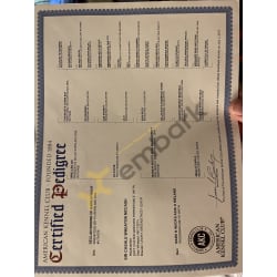AKC Certificate