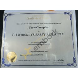 UKC Show Champion Certificate