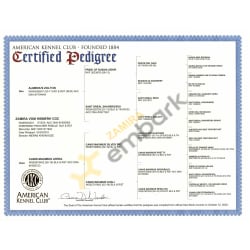 AKC Certified Pedigree
