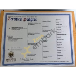 AKC Certified Pedigree 